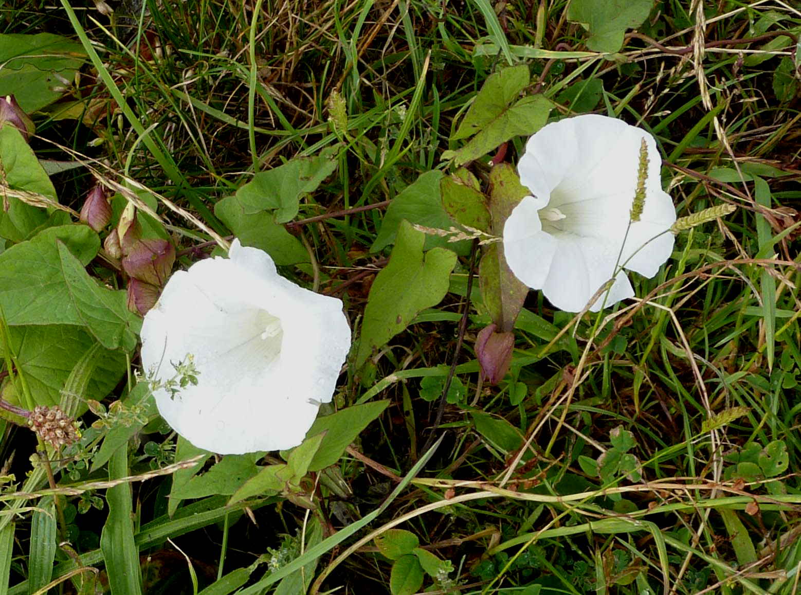bindweed bindweed