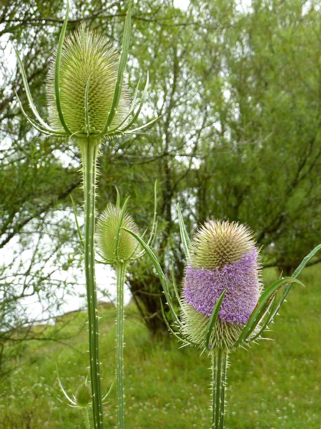 common teasel common teasel