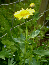 corn marigold corn marigold