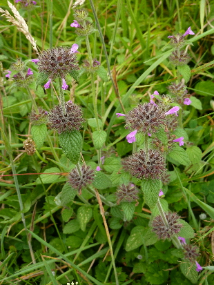 corn mint corn mint