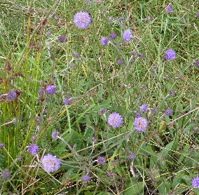 devil's-bit scabious devil's-bit scabious