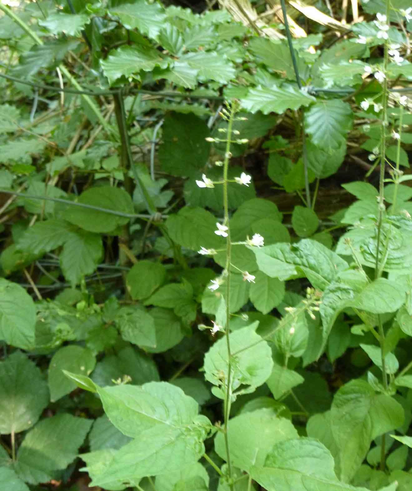 enchanter's nightshade enchanter's nightshade