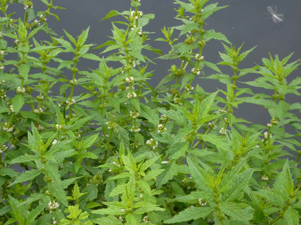 gipsywort gipsywort