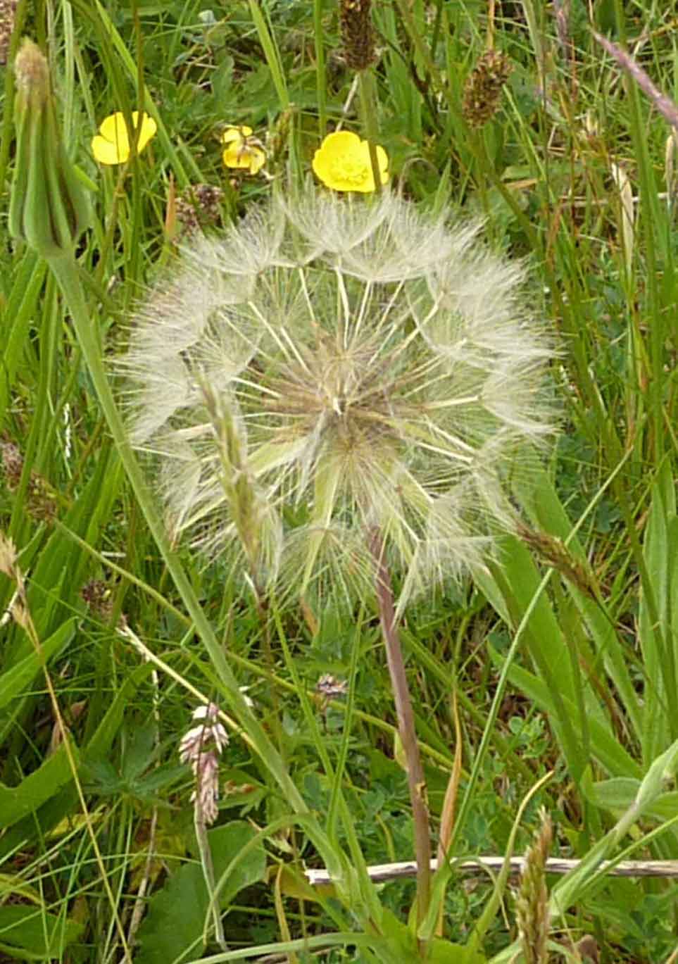 goat's beard goat's beard