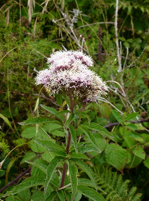 hemp_agrimony hemp agrimony