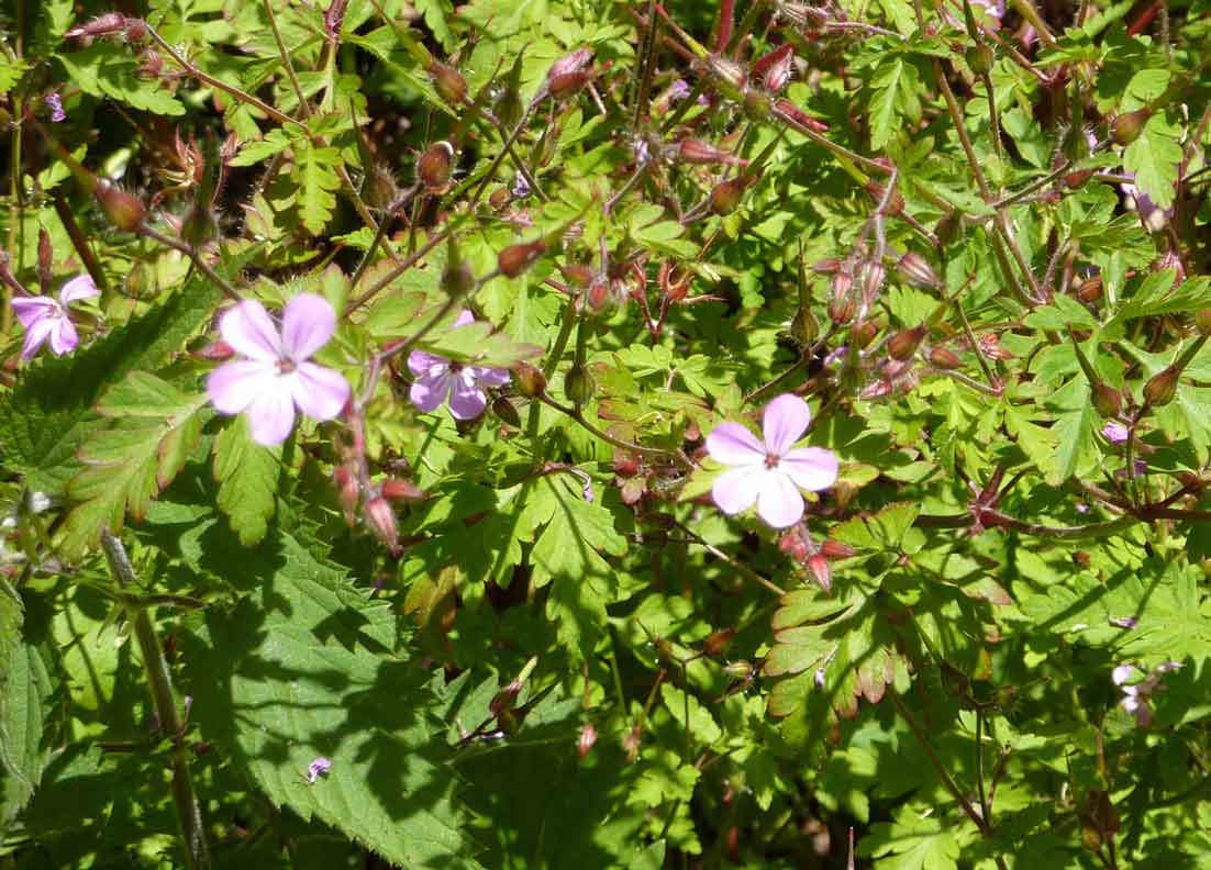 herb robert herb robert