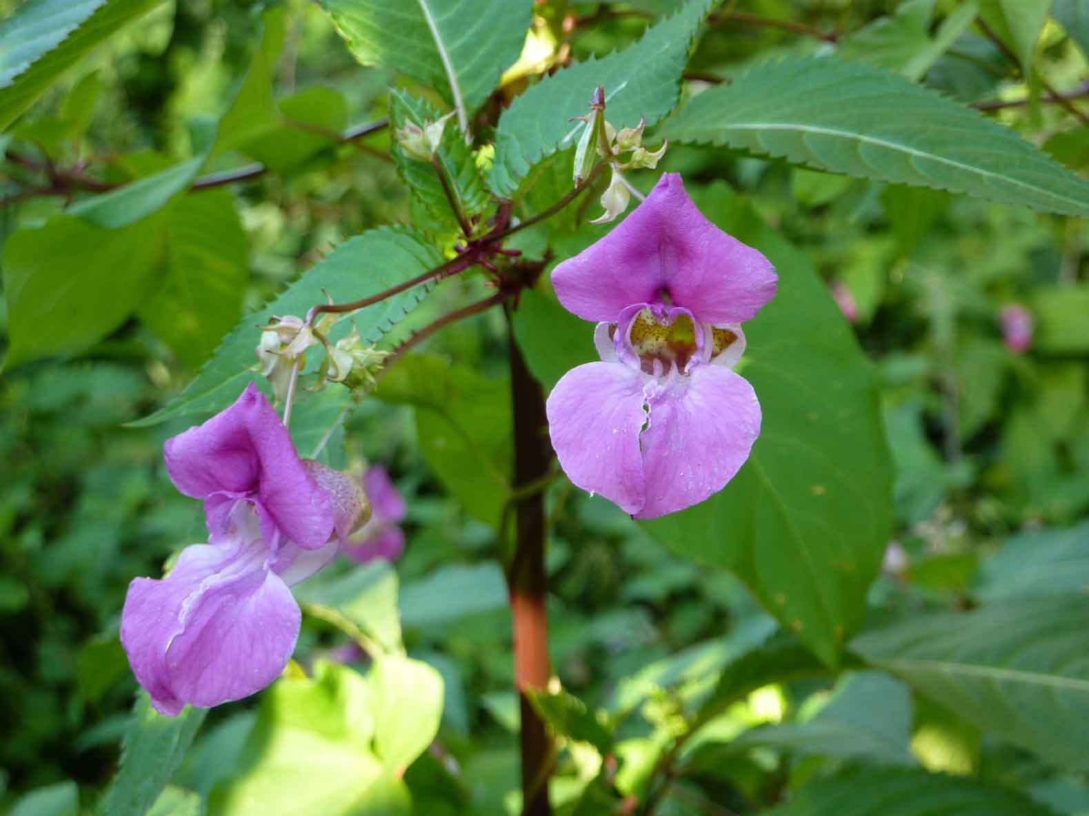 peruvian balsam