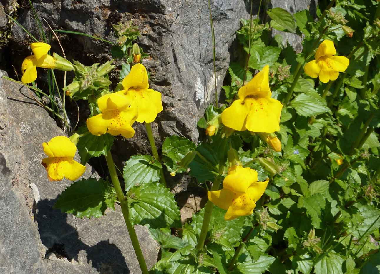 monkey flower