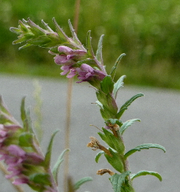 red bartsia
