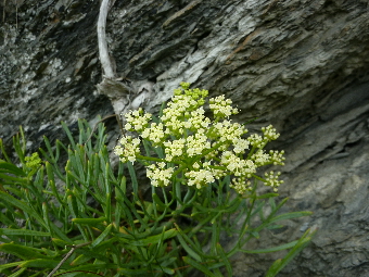 rock samphire