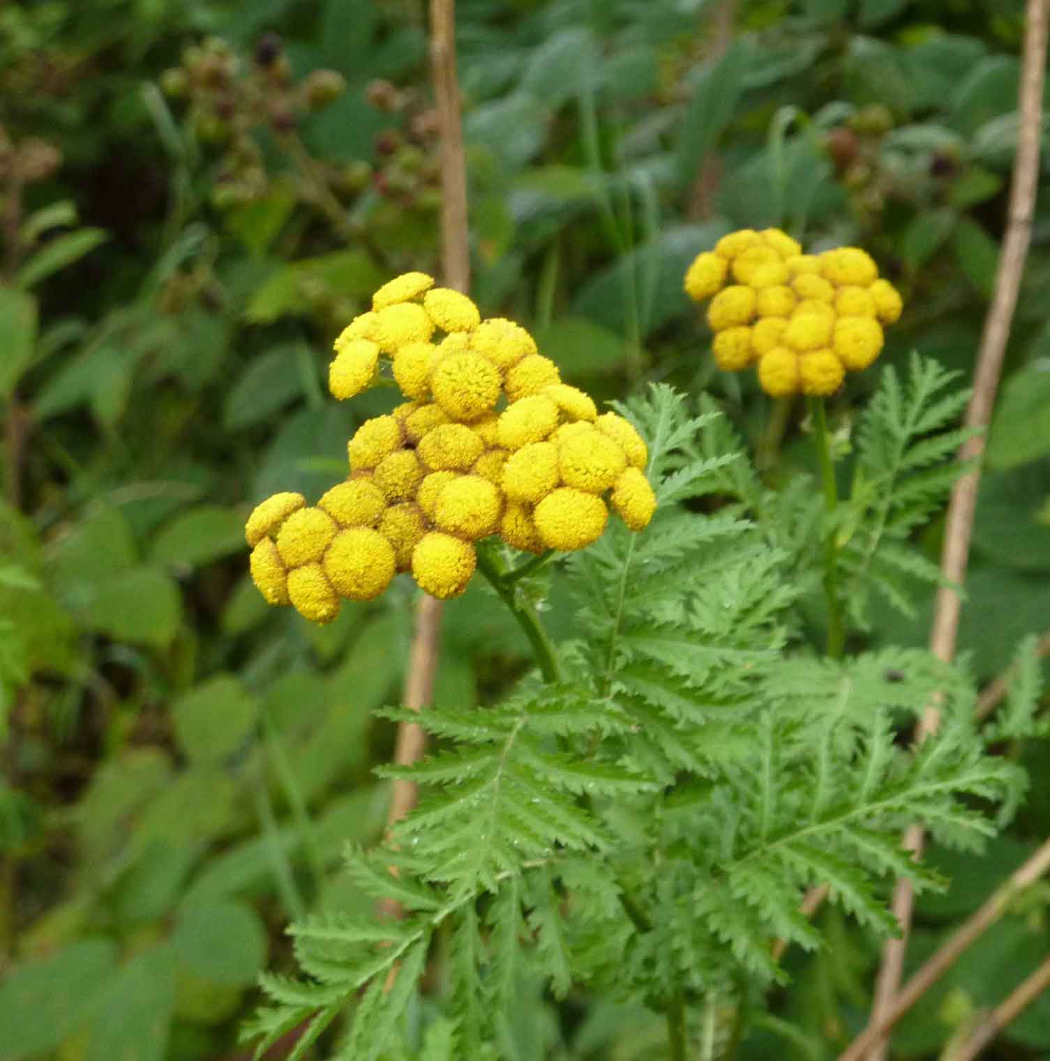 tansy