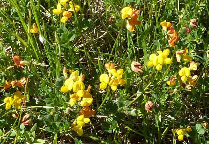 birdsfoot trefoil
