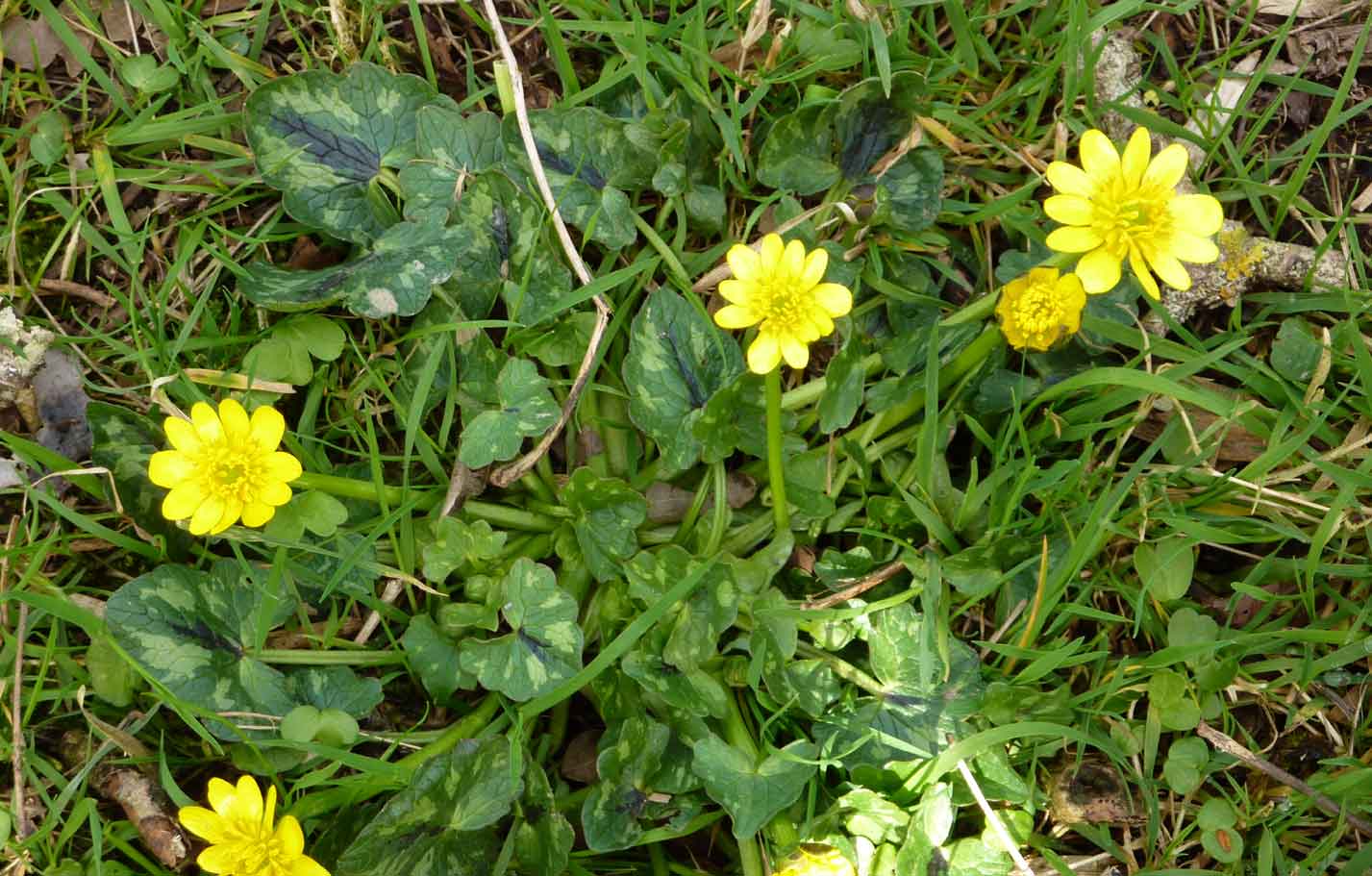 celandine