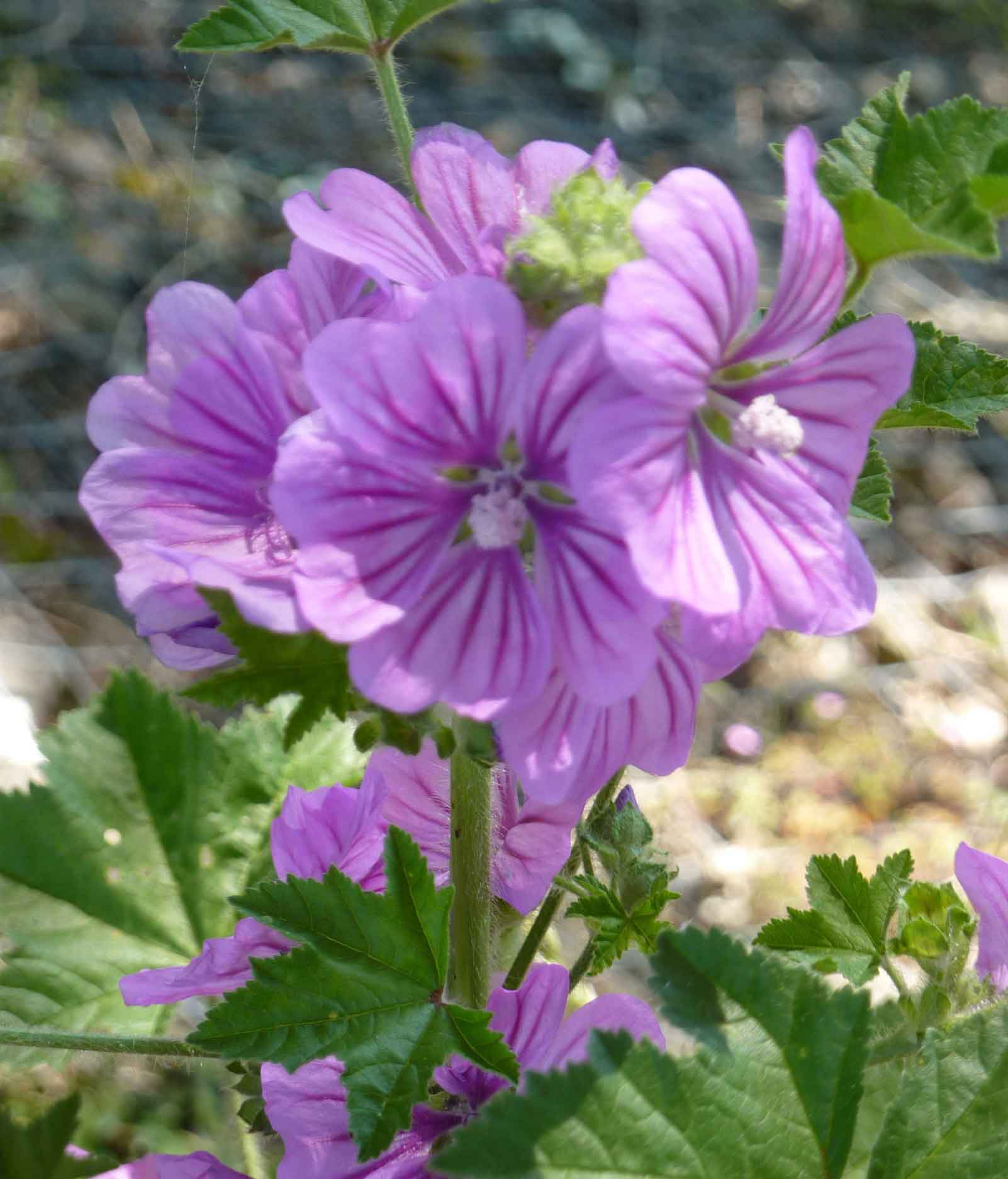 common mallow