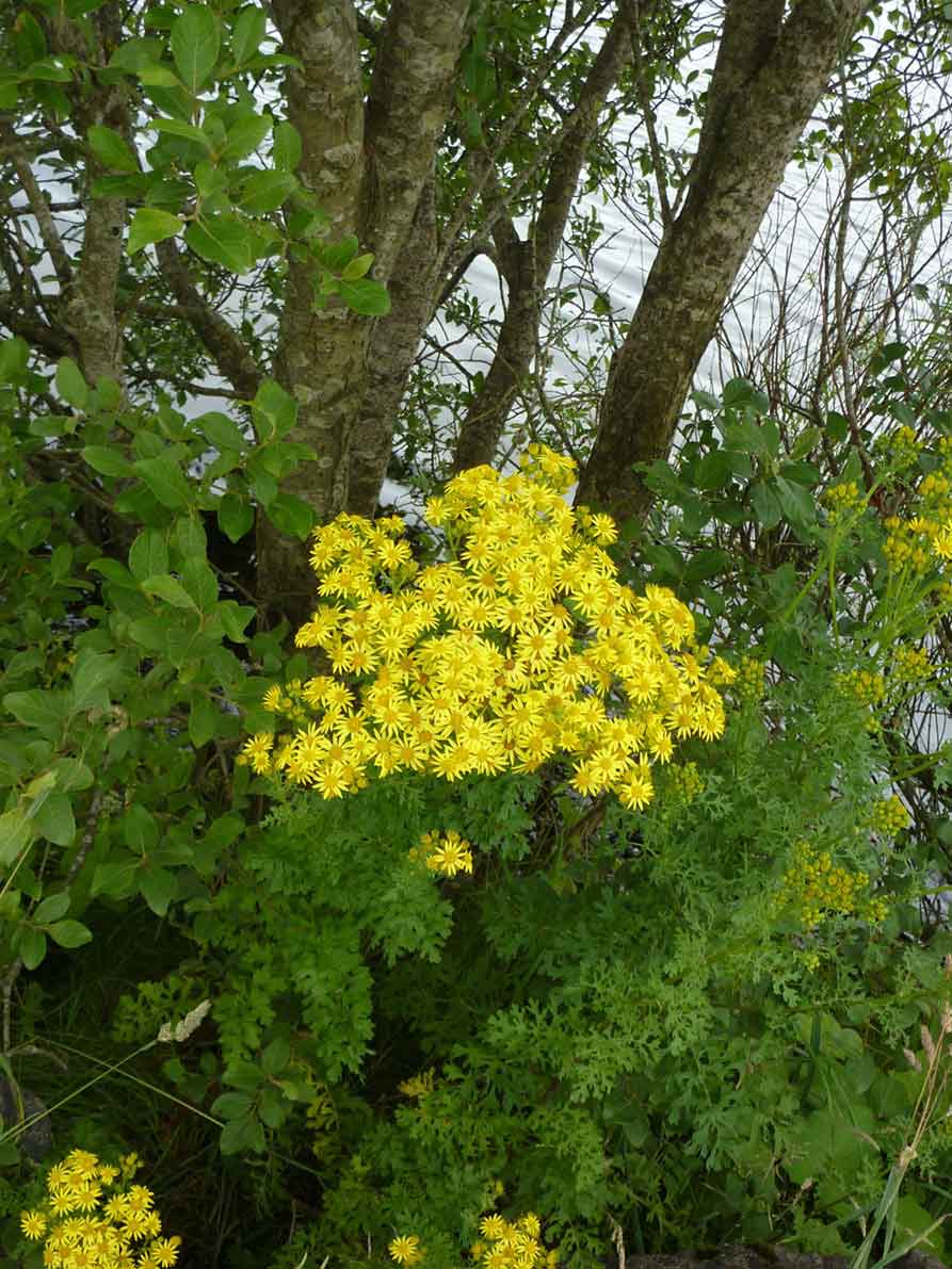 common ragwort