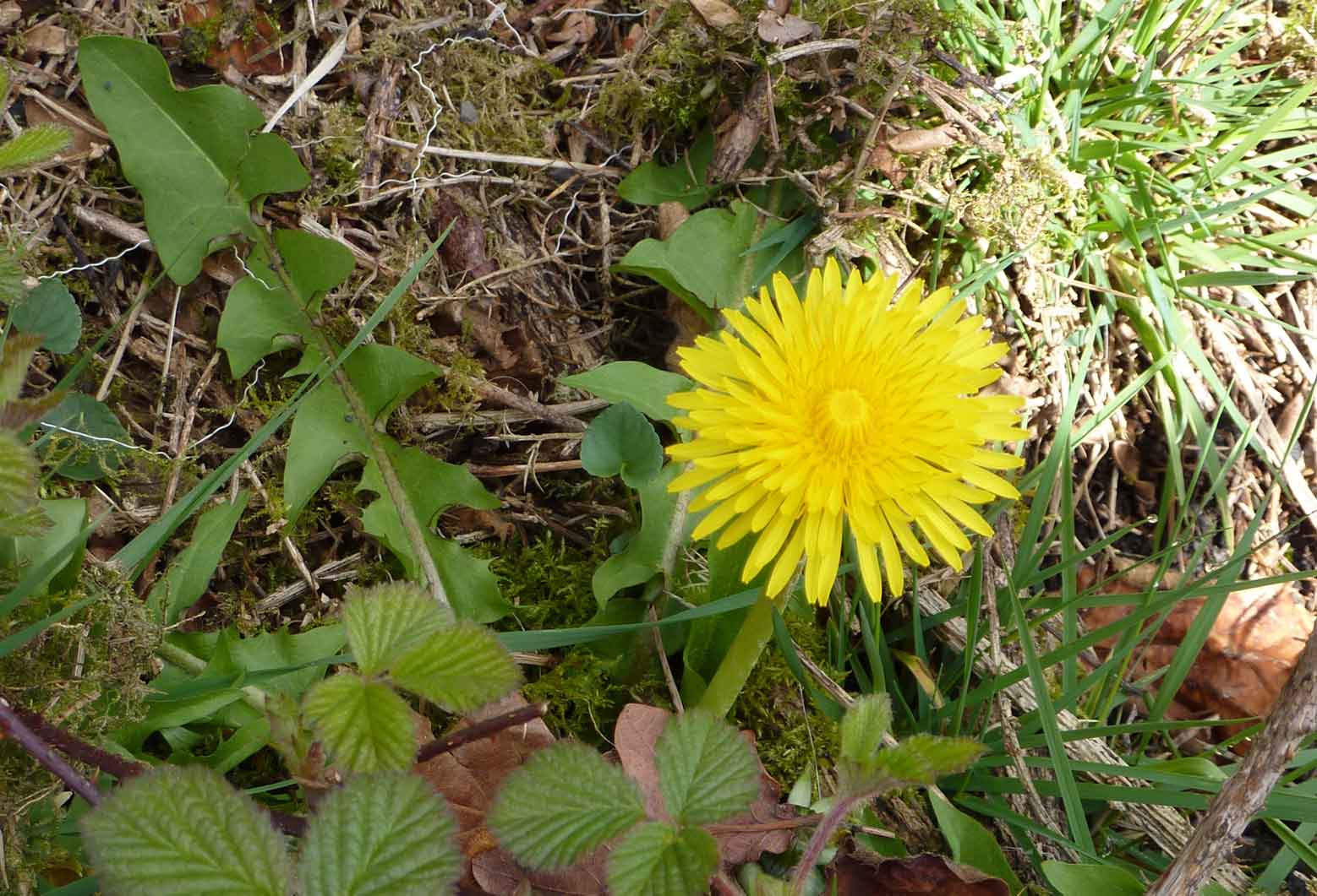 dandelion