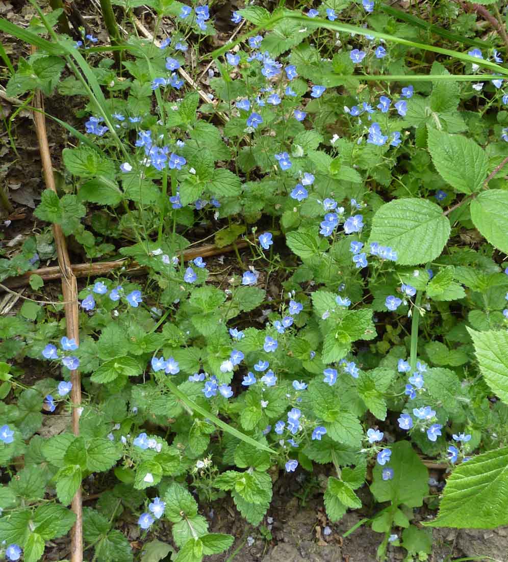 field speedwell