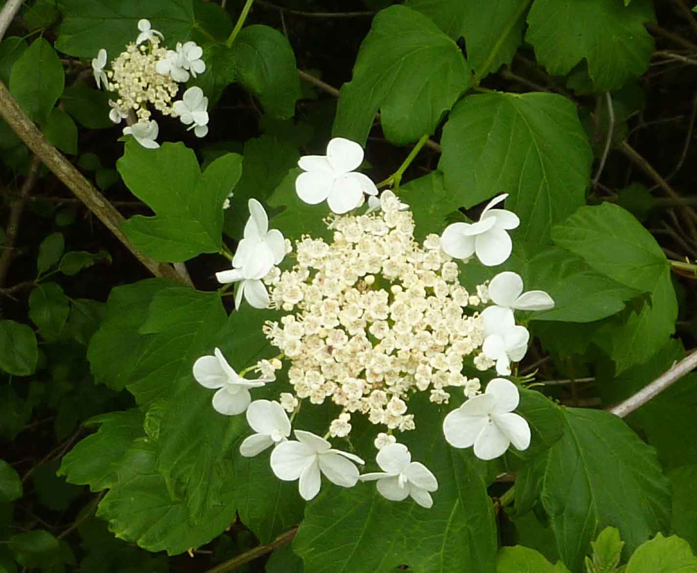 guelder rose