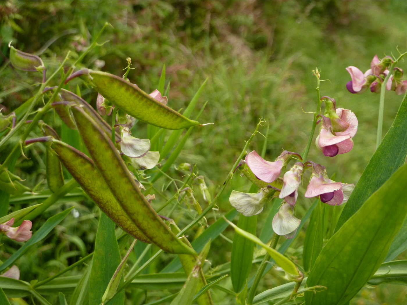 wild pea