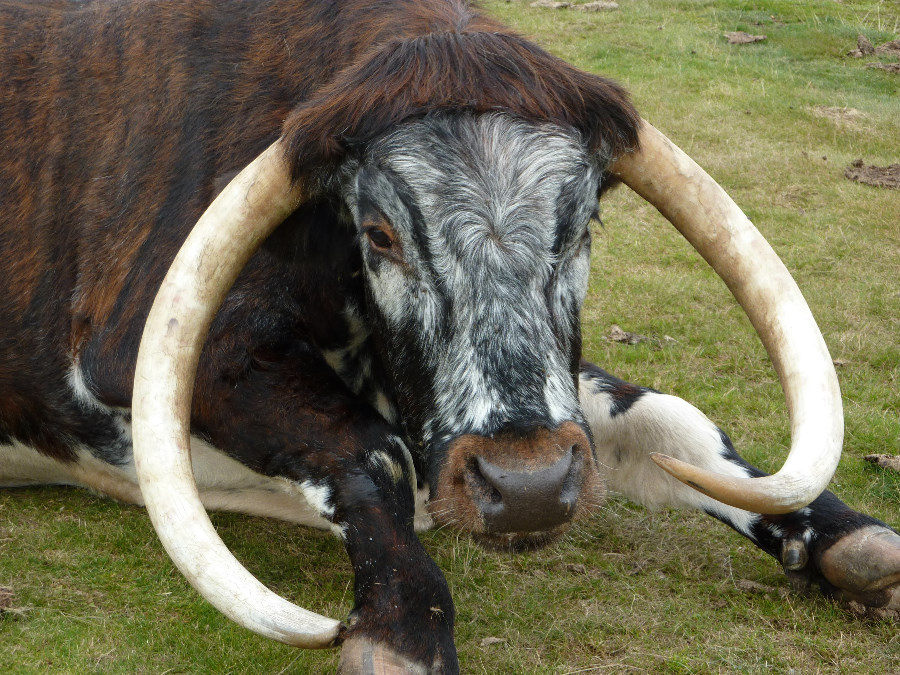 Longhorn cow Longhorn cow