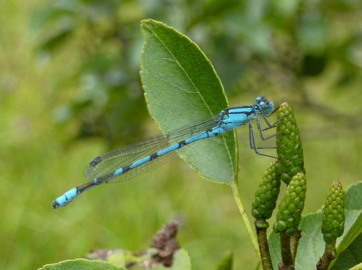 Damsel fly