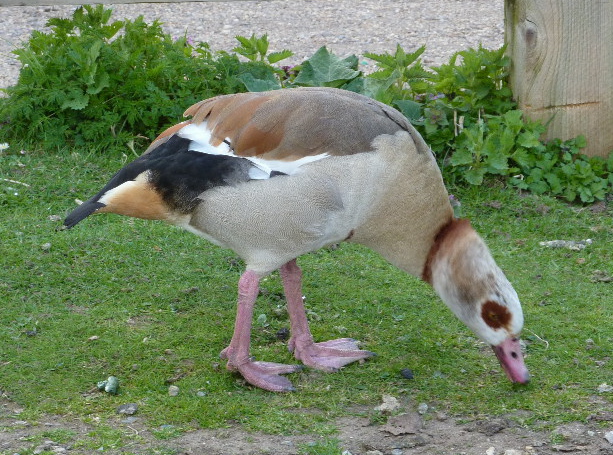 Egyptian goose on the Broads