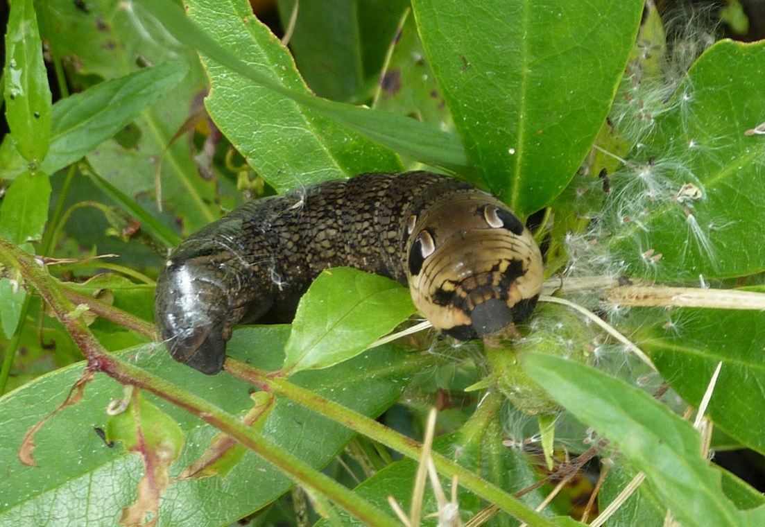 Elephant hawk moth caterpillar