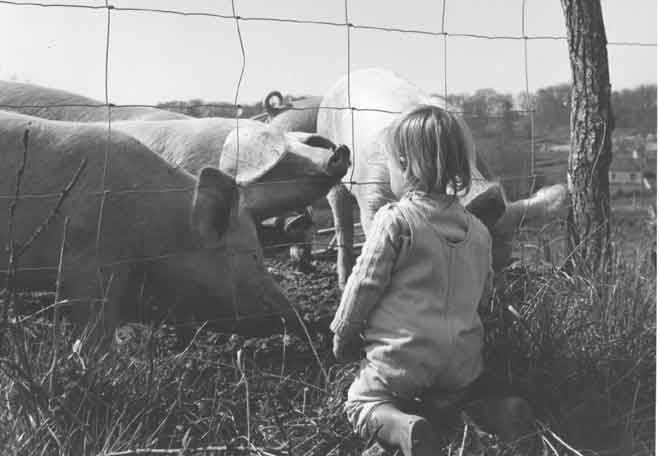 Felix with pigs