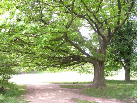 Hampstead Heath 4