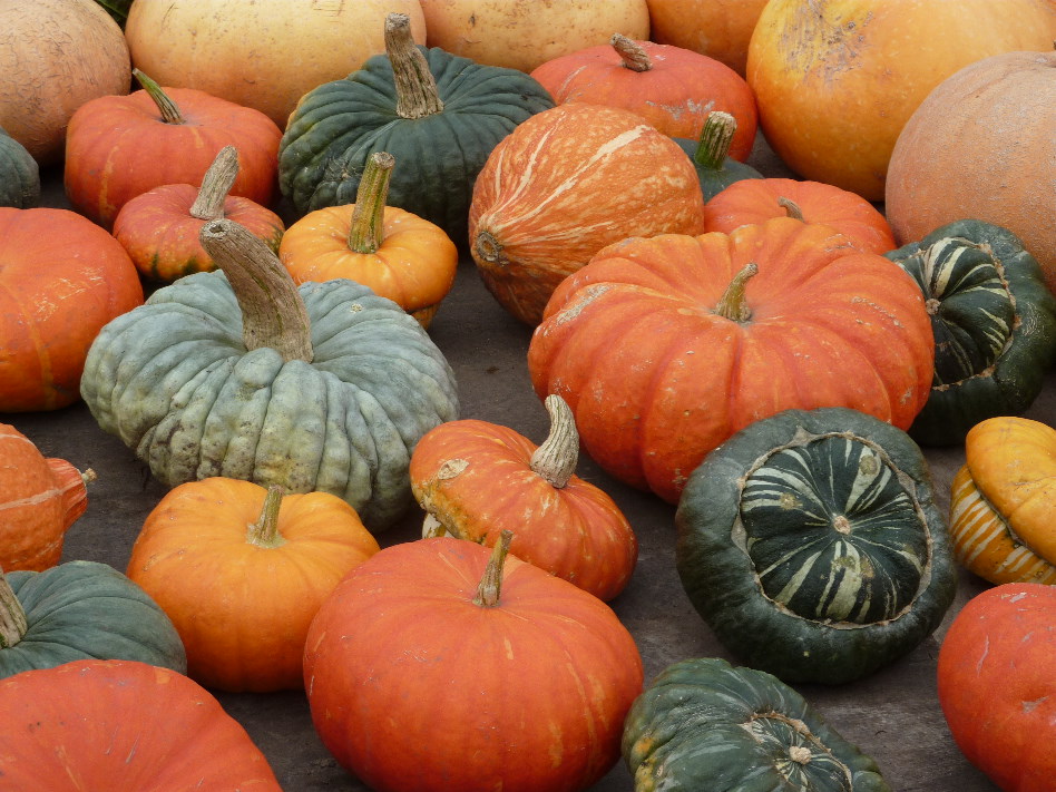 The gourds of Calke Abbey